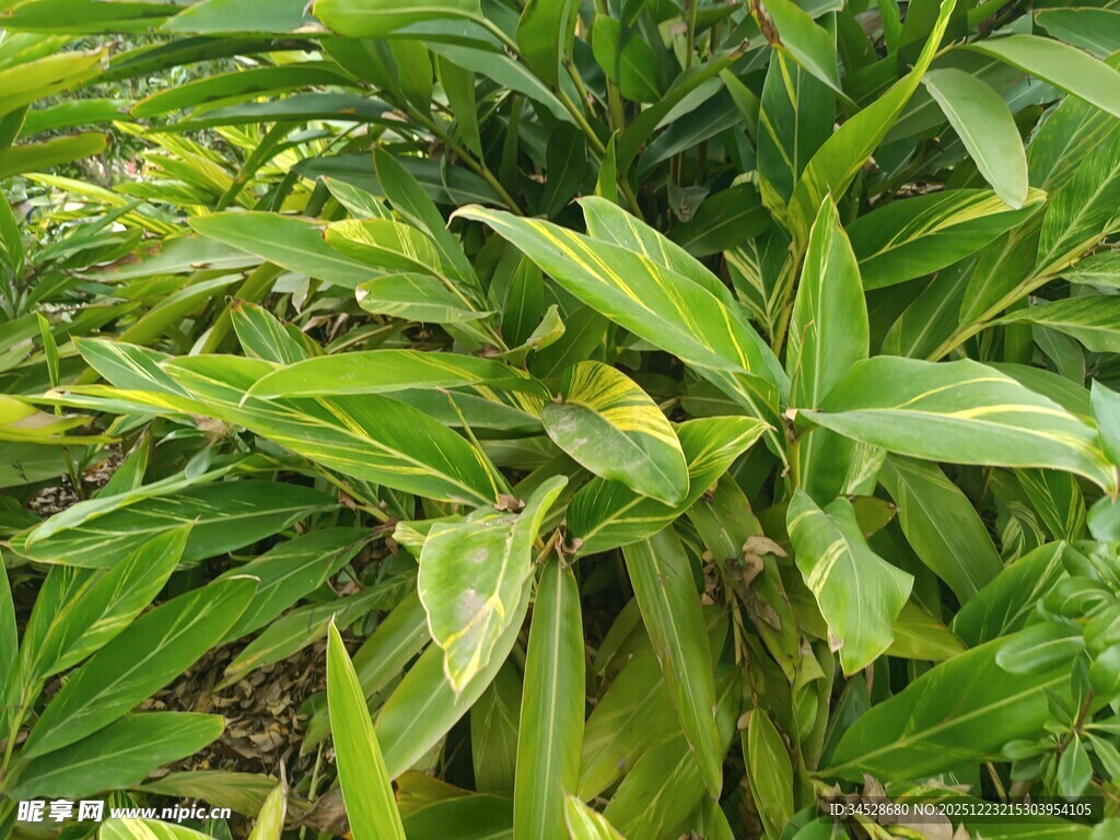翠绿繁茂的热带观叶植物