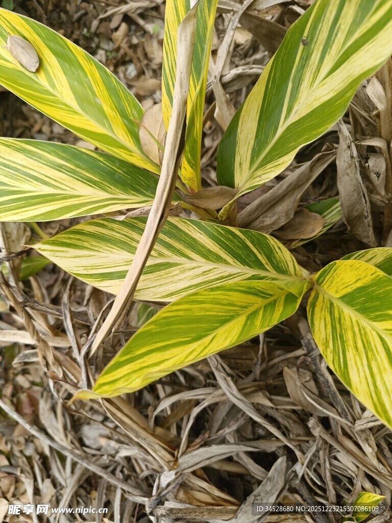 黄绿条纹叶片的植物