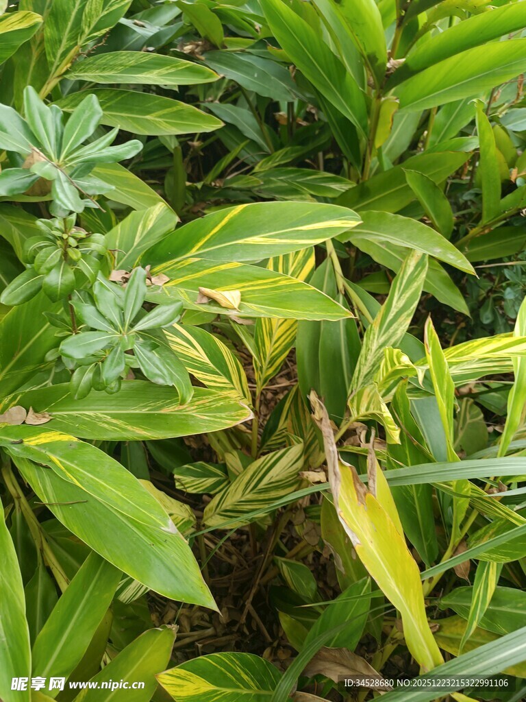 翠绿植物展现自然生机