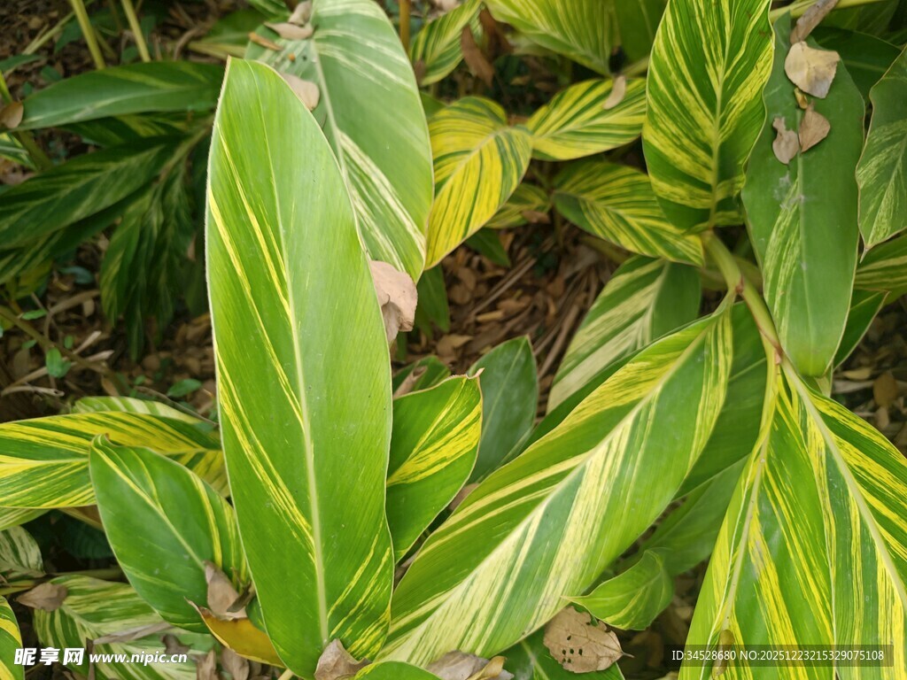 斑斓叶片的绿植特写