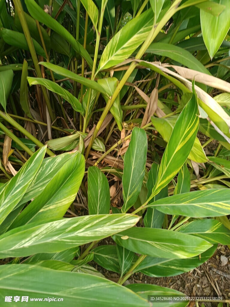 翠绿繁茂的热带植物景象