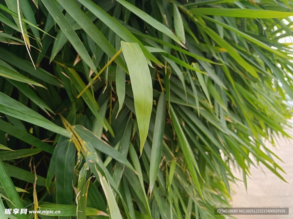 翠绿竹叶特写