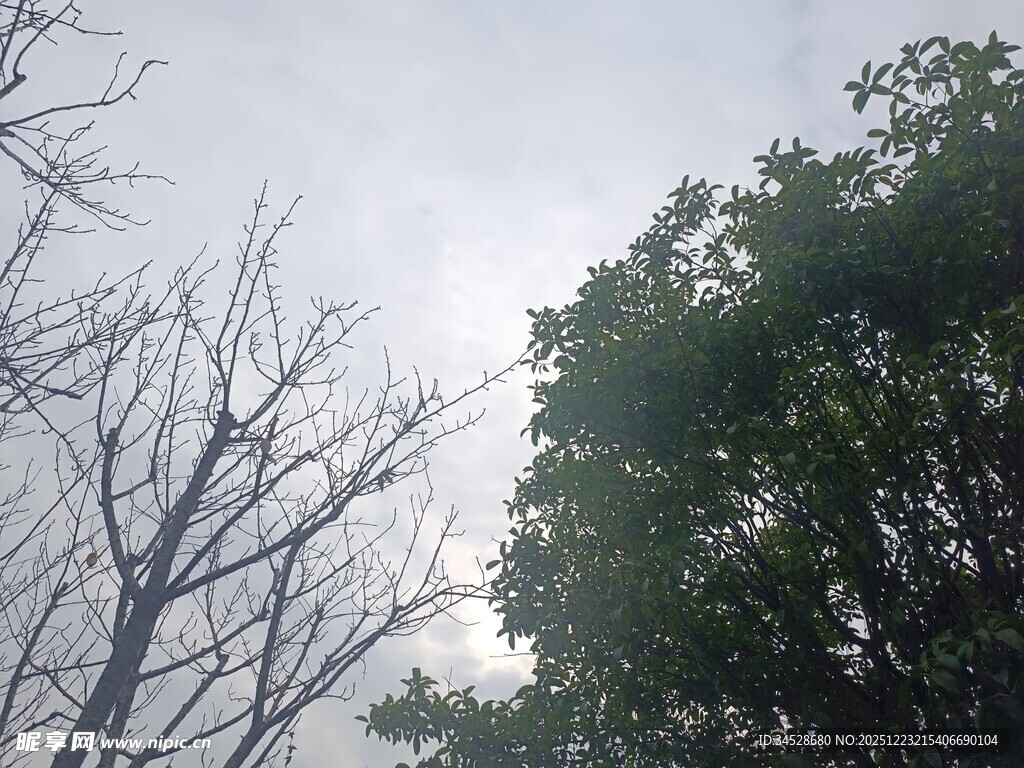 枯树与绿树的天空景象