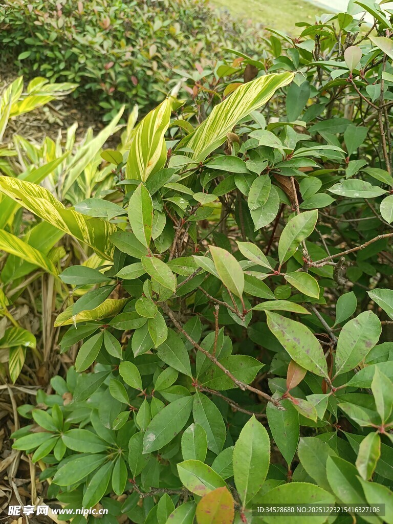 绿叶繁茂的植物景观