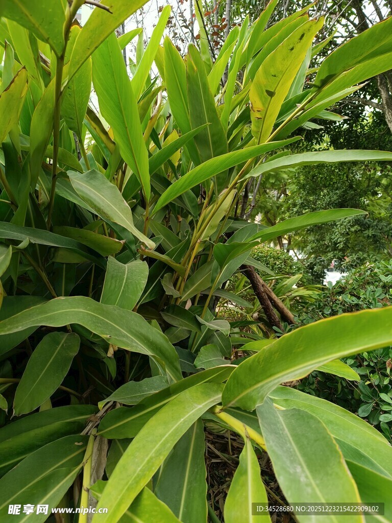 翠绿葱茏的热带植物叶片