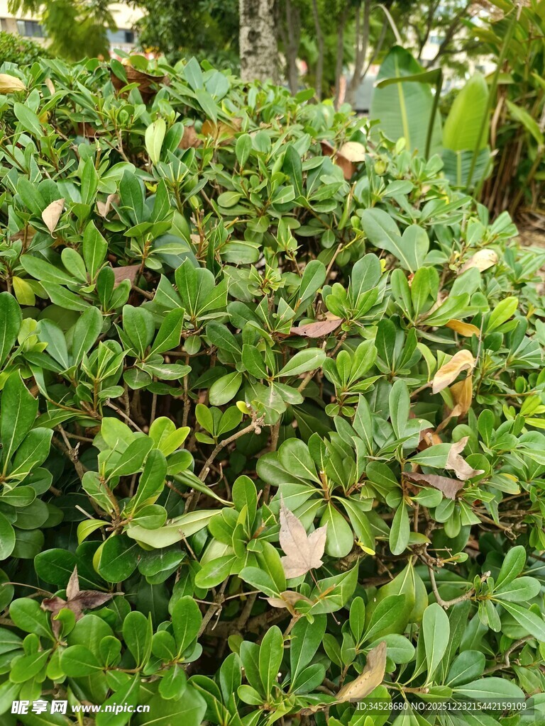 绿叶繁茂的灌木丛