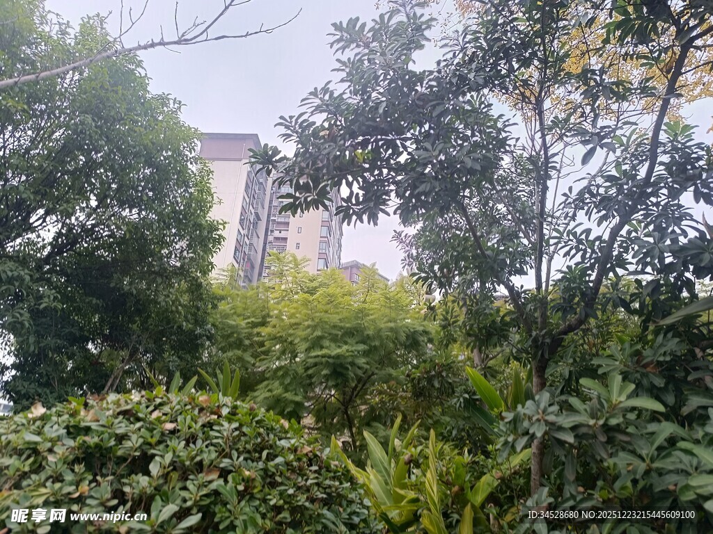 绿树掩映中的高楼