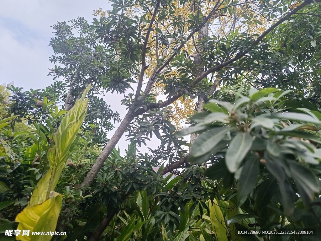 繁茂丛林中的高大绿植