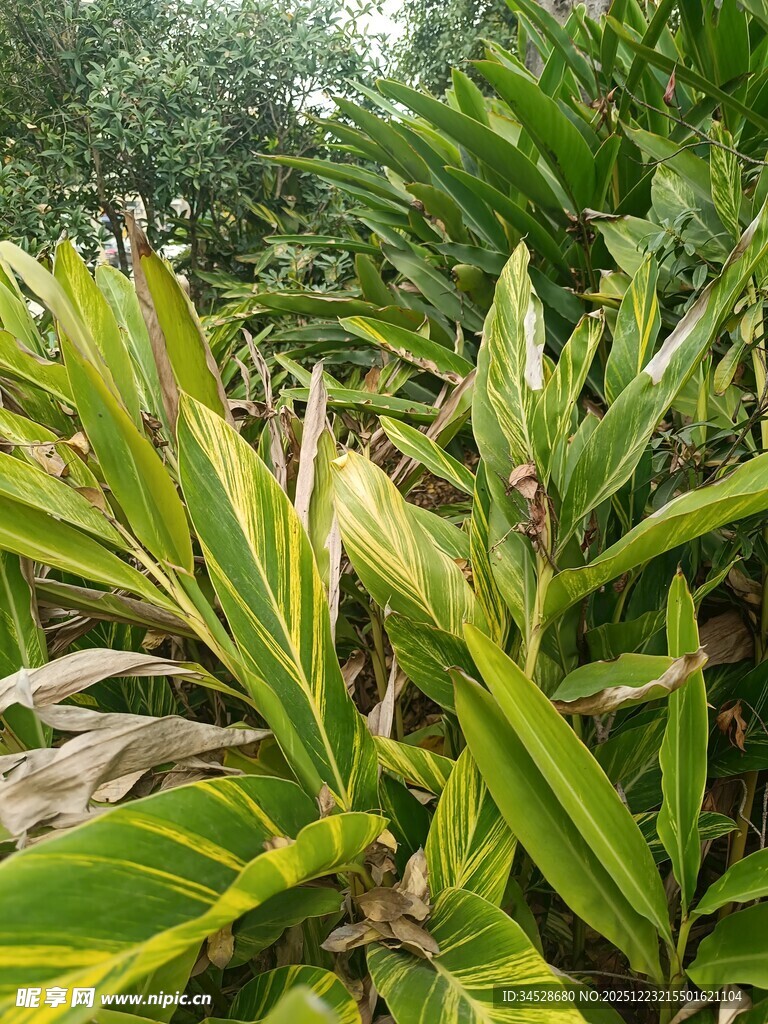 翠绿斑斓的热带植物景观