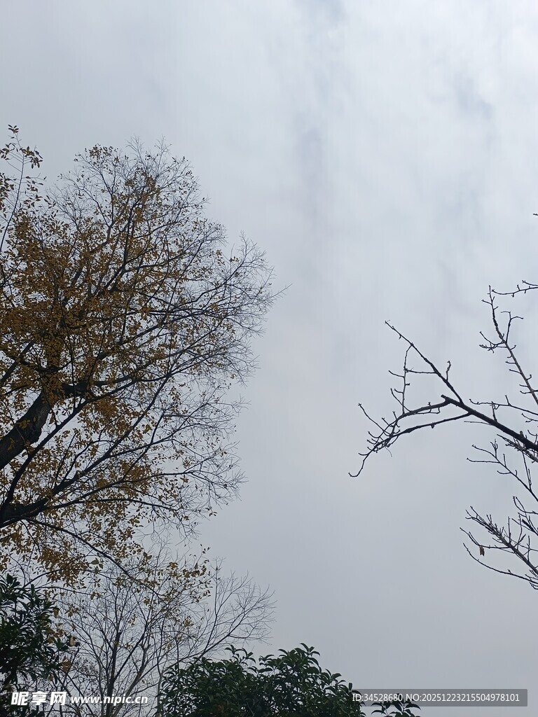 冬日萧瑟树木景观