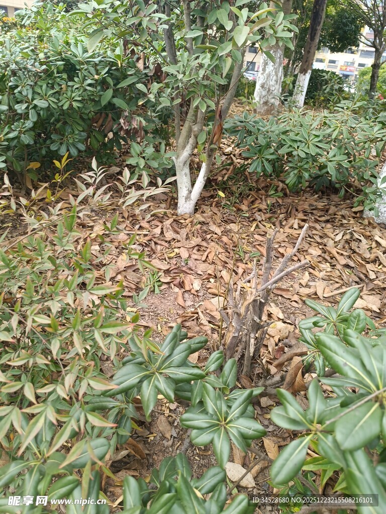 秋日林间植物景观