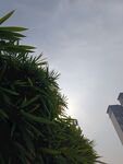 绿植与高楼的天际景致