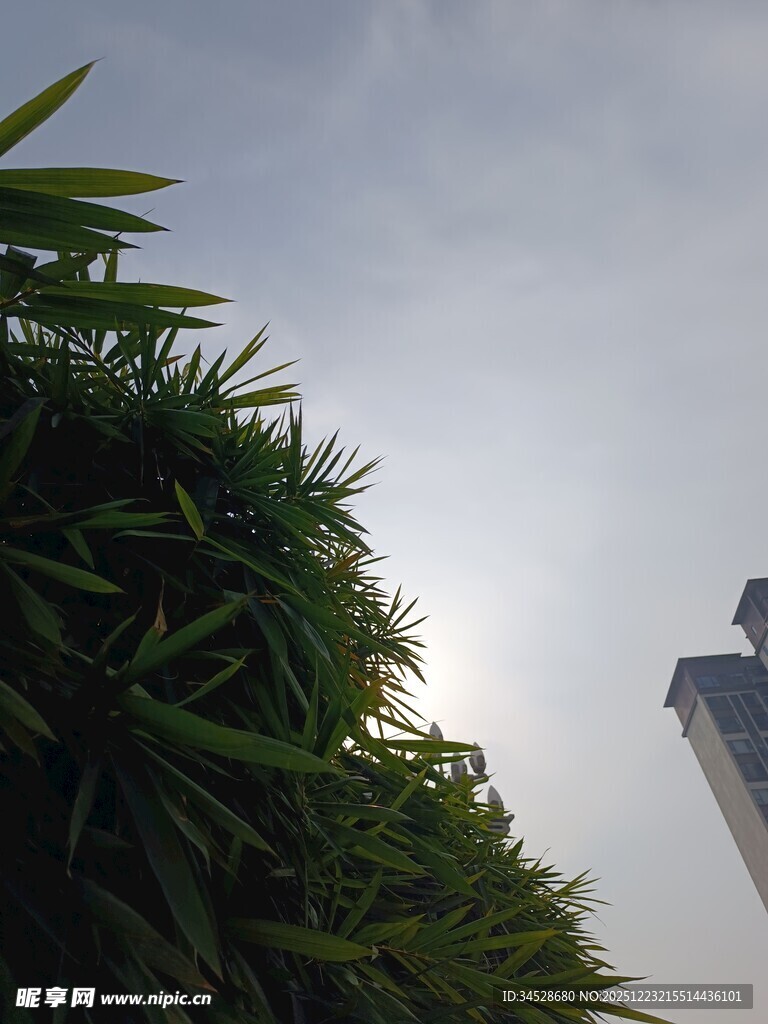 绿植与高楼的天际景致