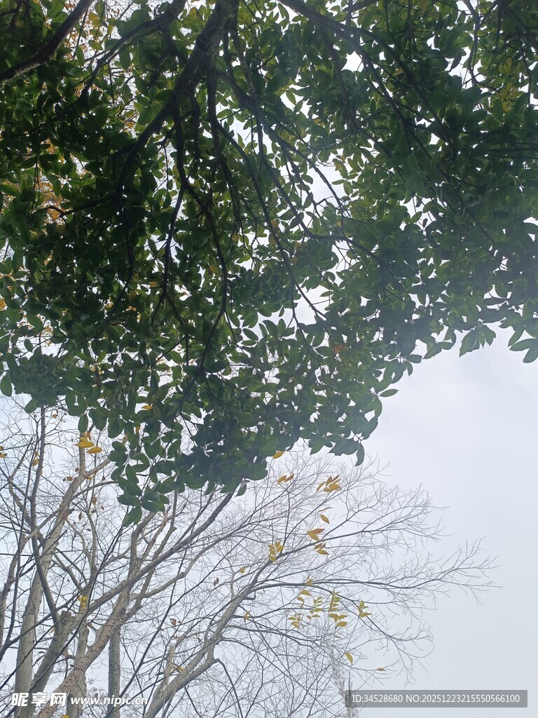 仰视繁茂树木枝叶景观