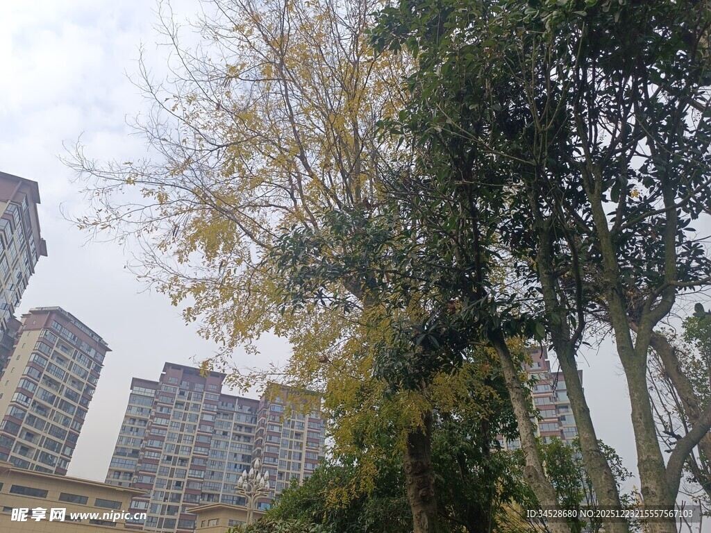 城市中的绿树与高楼