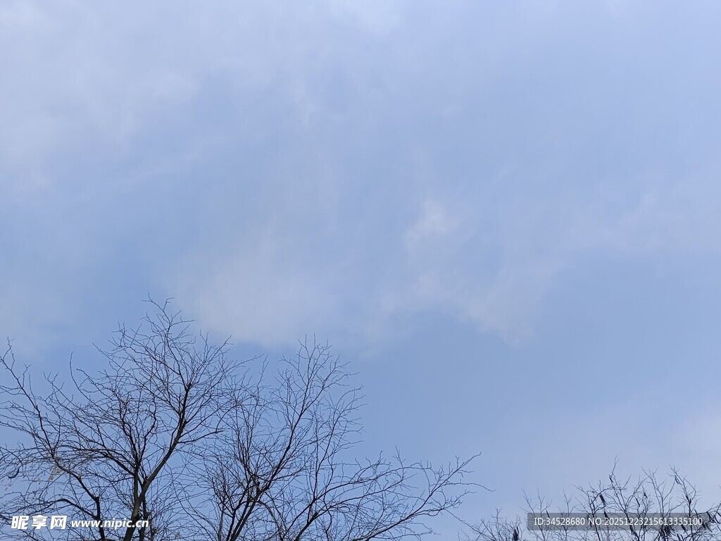 冬日枯树与朦胧天空