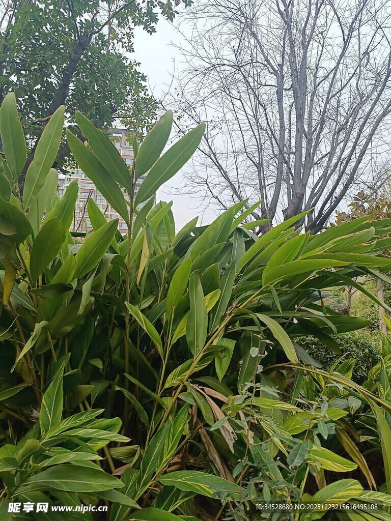 繁茂绿植与朦胧树木景观