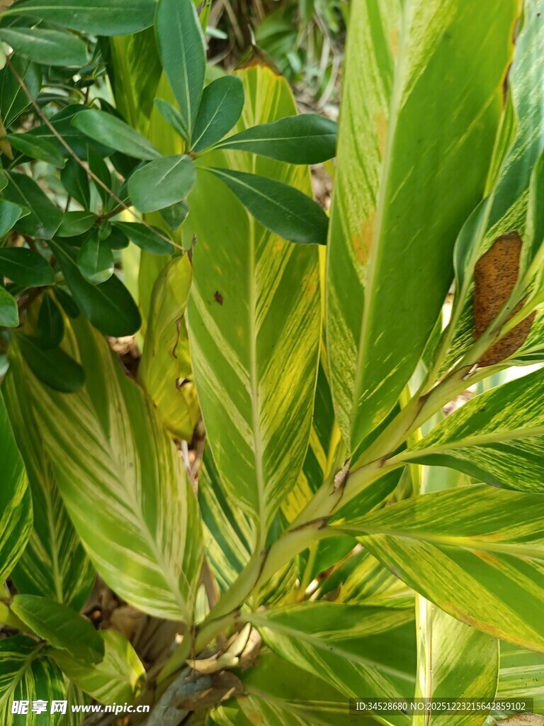 斑斓叶片植物特写