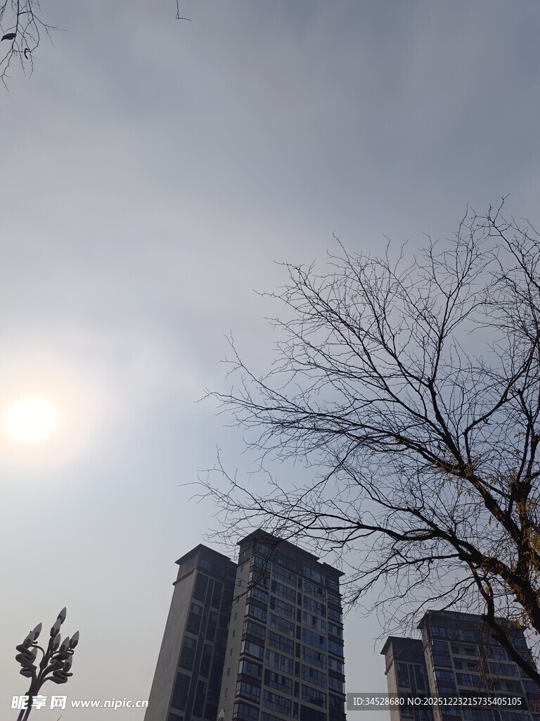 冬日城市枯树与高楼景象