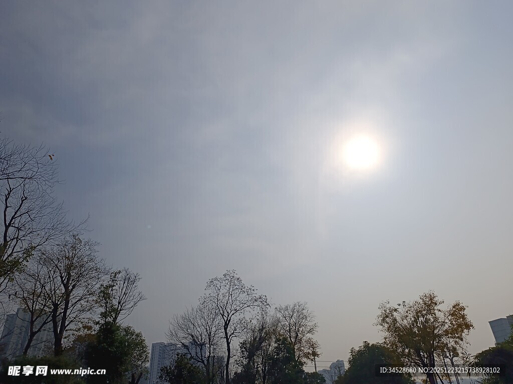 冬日暖阳下的树木景象