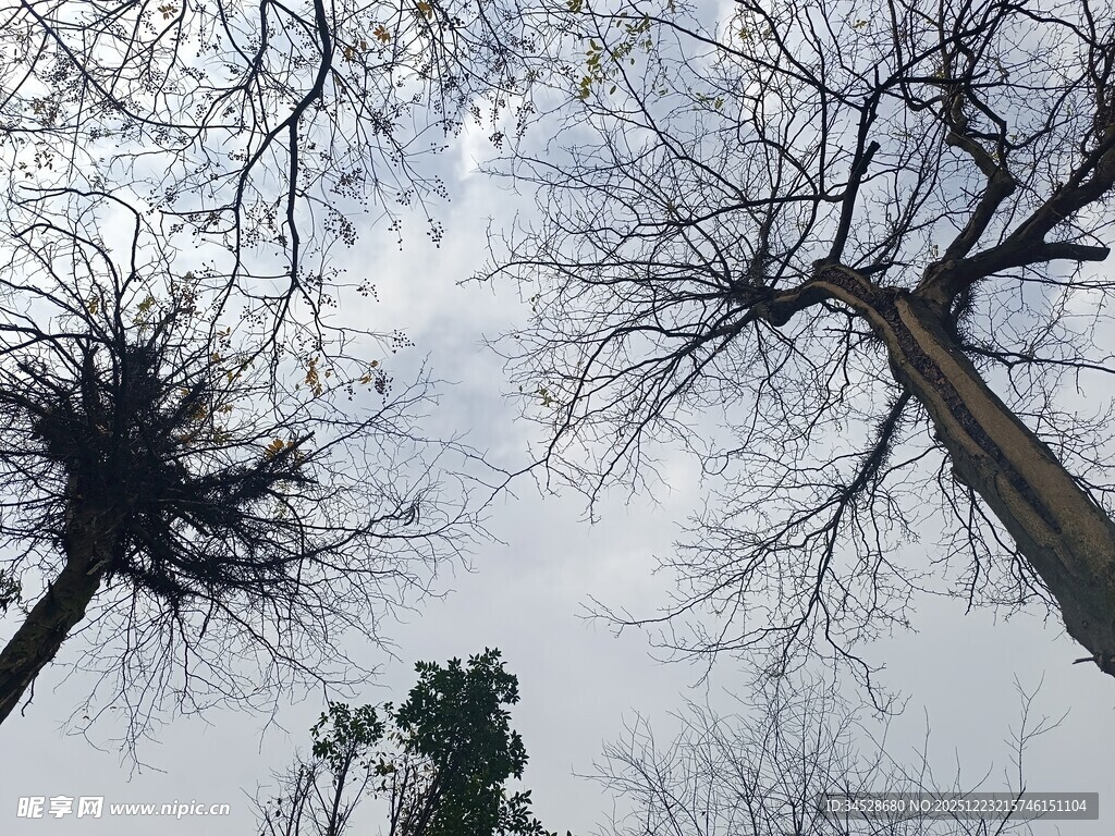 冬日枯树仰视图