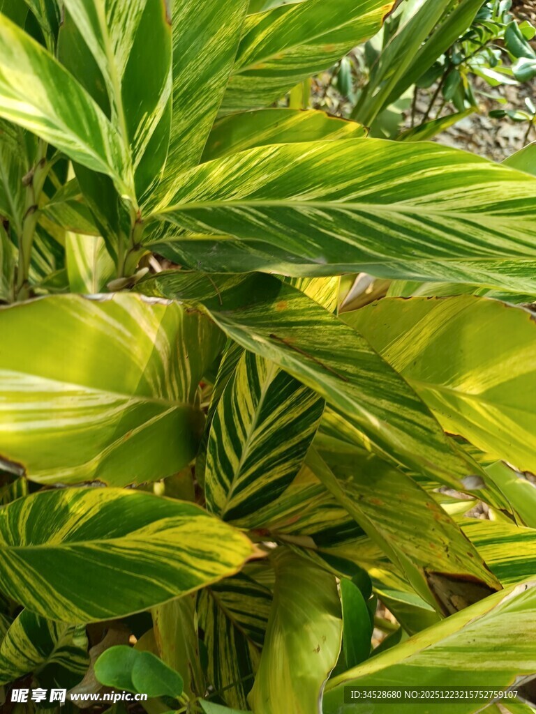 翠绿斑斓的热带观叶植物