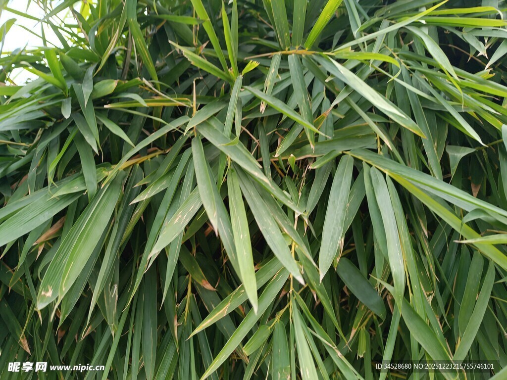 翠绿竹叶特写