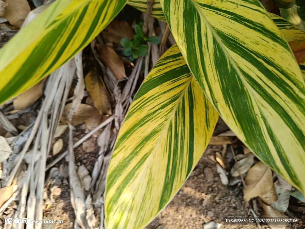 黄绿条纹叶片特写