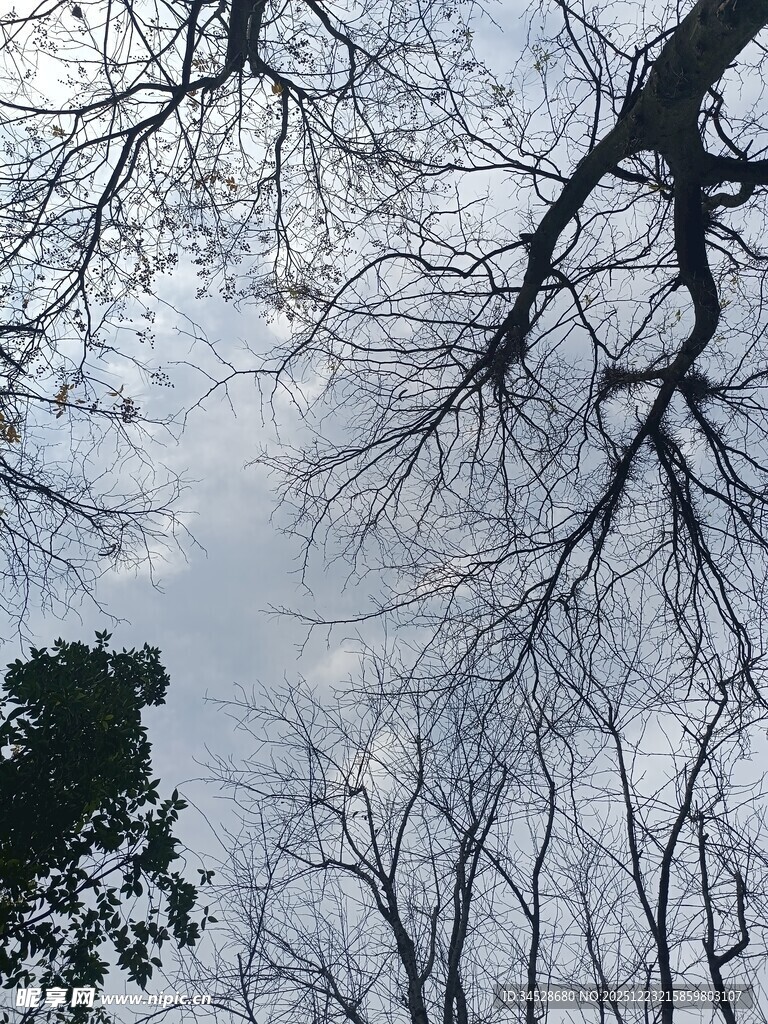 仰视冬日光秃树枝景象