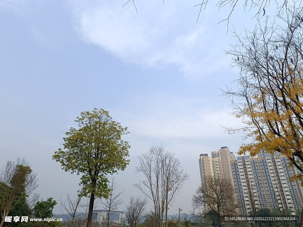 城市中的树木与高楼景观