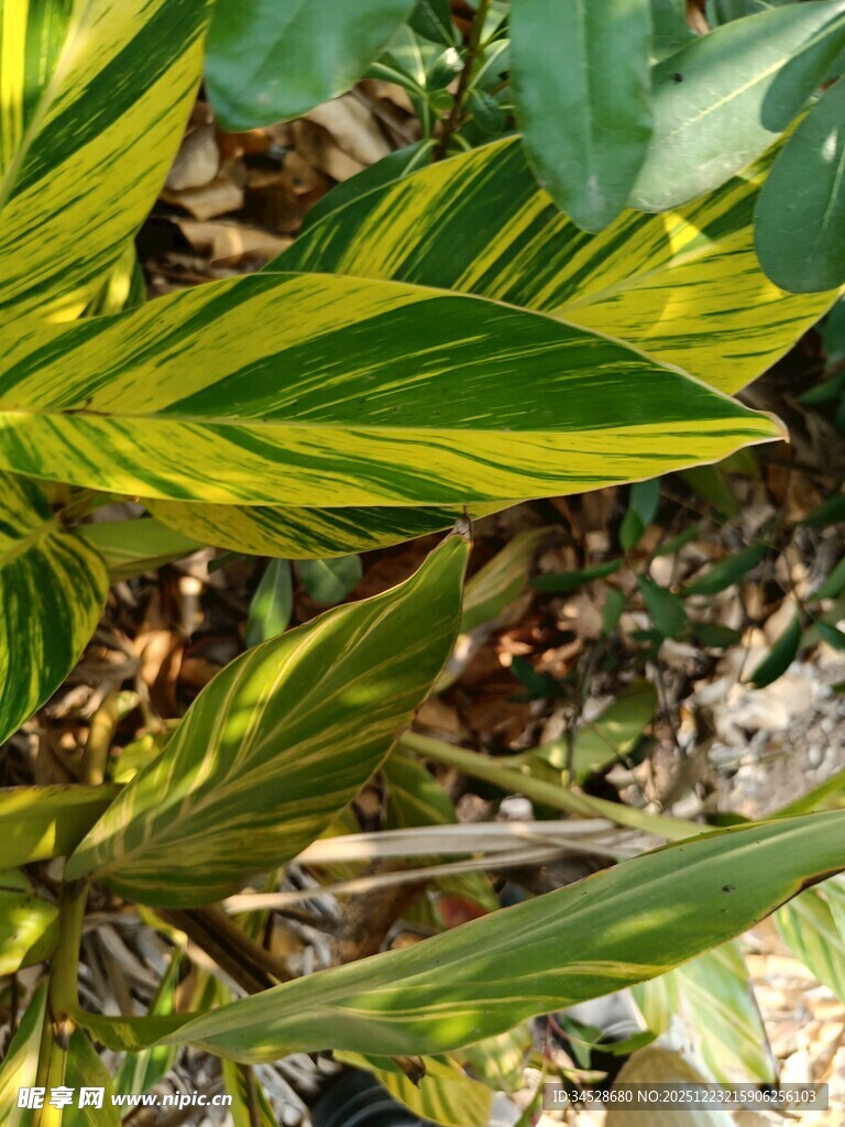 黄绿相间叶片植物特写