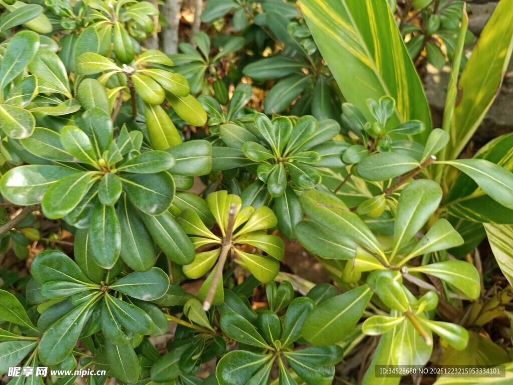 绿叶丛中的多彩叶片植物