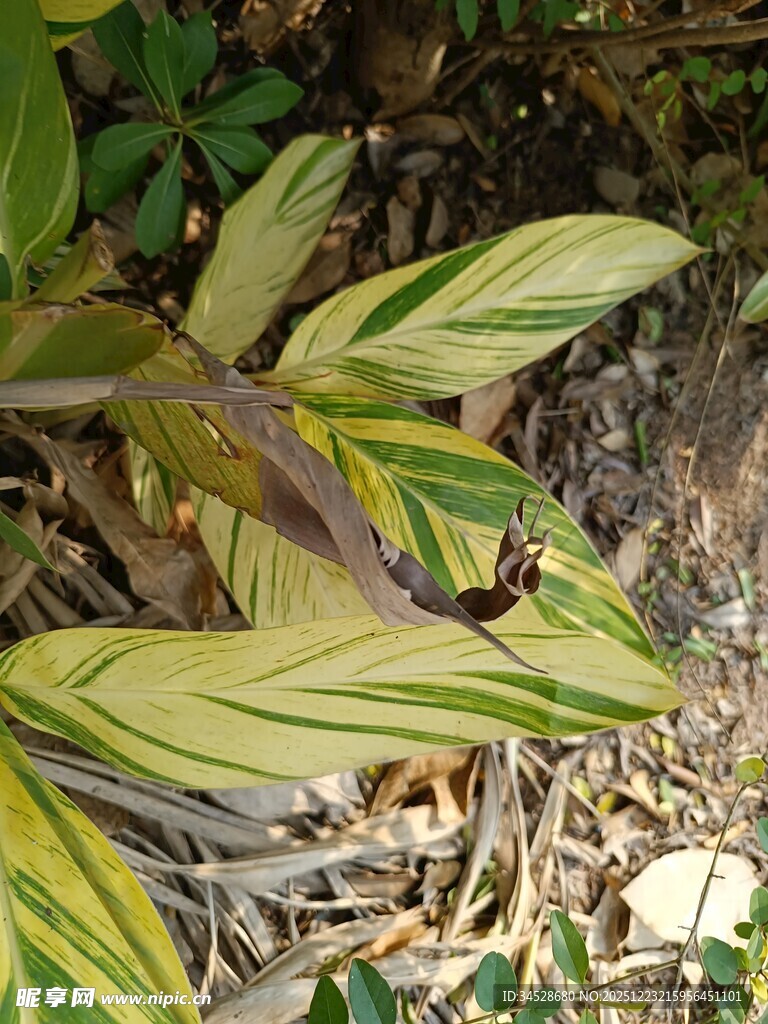 黄绿相间叶片植物特写