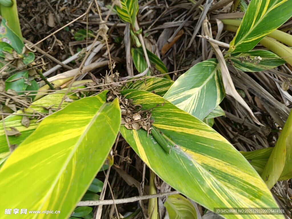 翠绿叶片与周边植物景象
