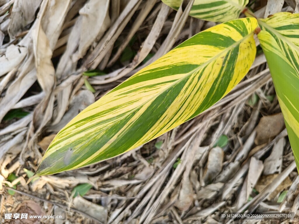 黄绿条纹叶片特写