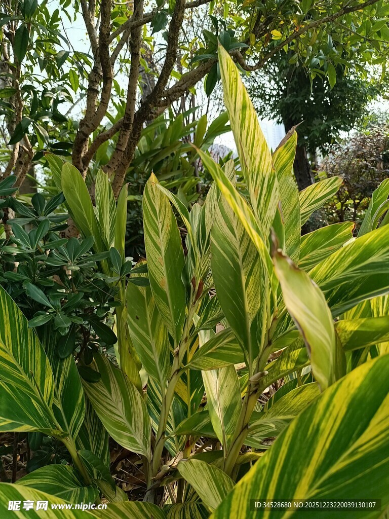 斑斓叶片的热带植物景观