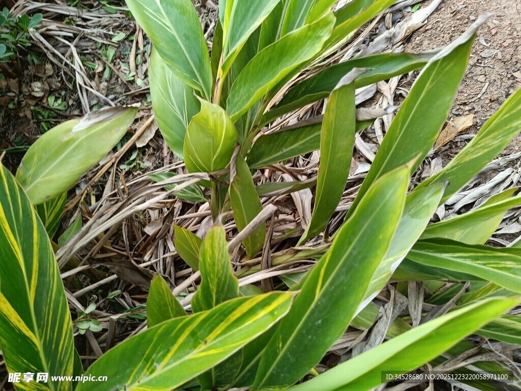 黄绿相间的植物叶片