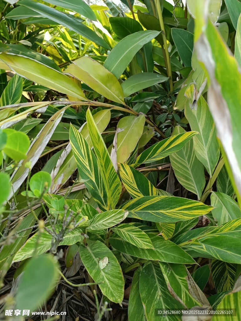 翠绿斑斓的植物叶片特写