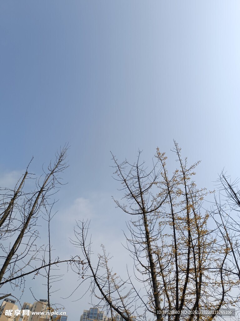 冬日光秃树枝与晴朗天空