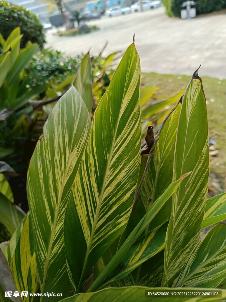 翠绿斑斓的植物叶片特写
