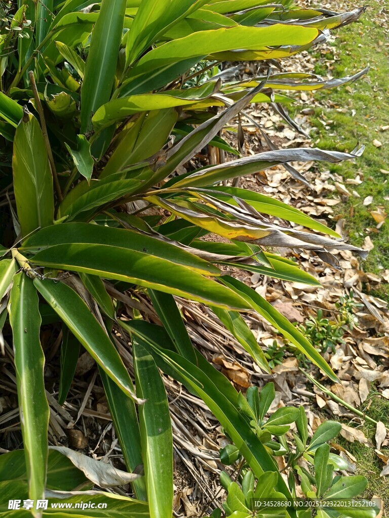翠绿繁茂的热带植物