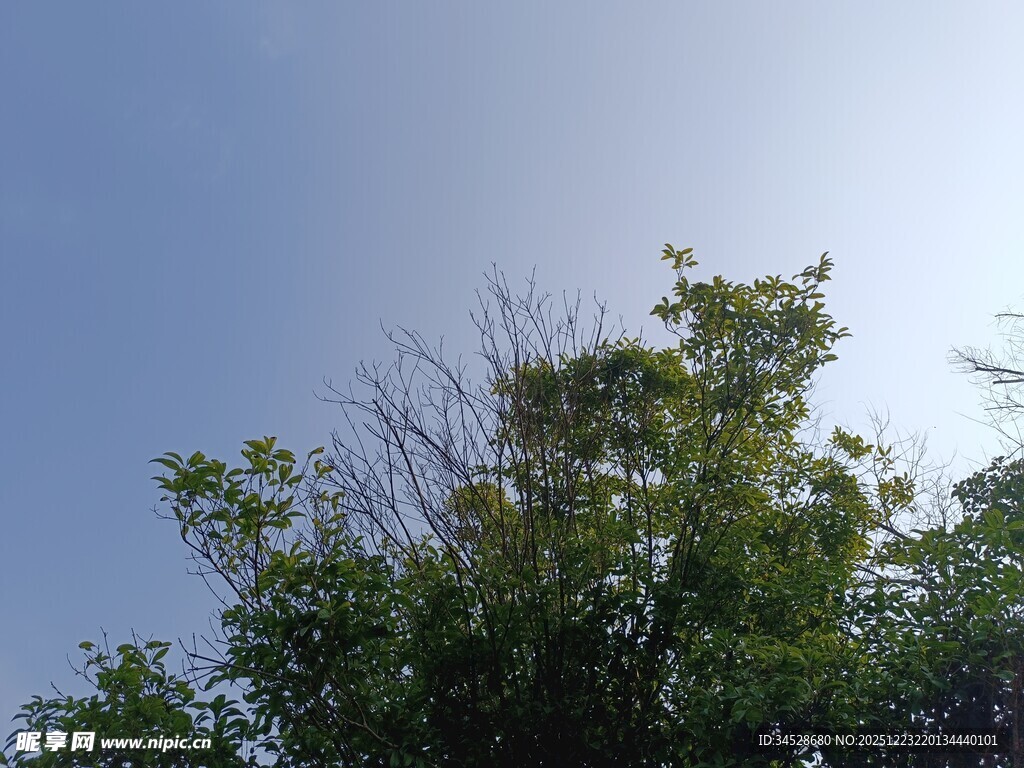 树梢上的蓝天绿意