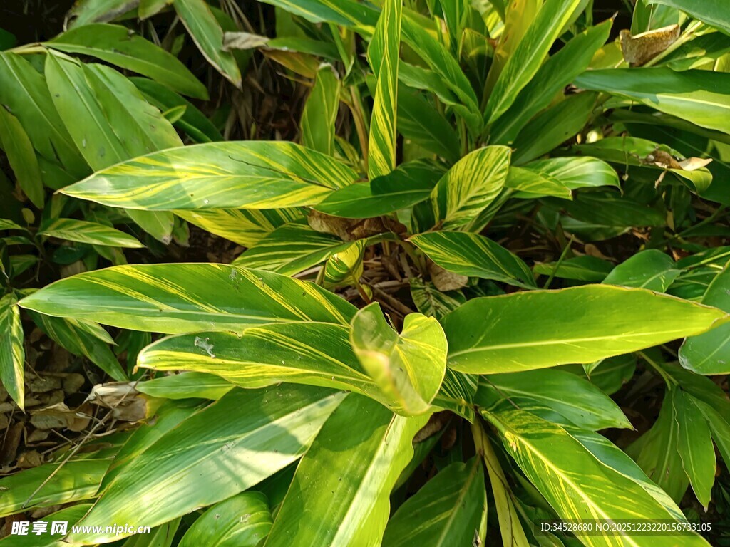 翠绿斑斓的观叶植物