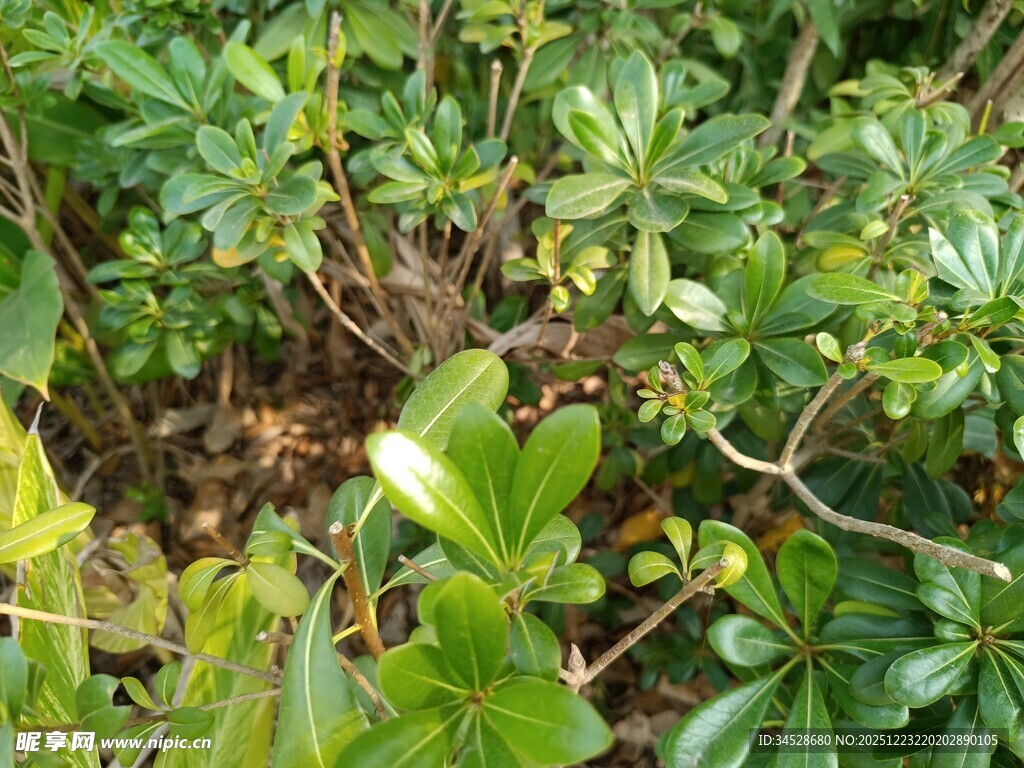 繁茂绿植特写