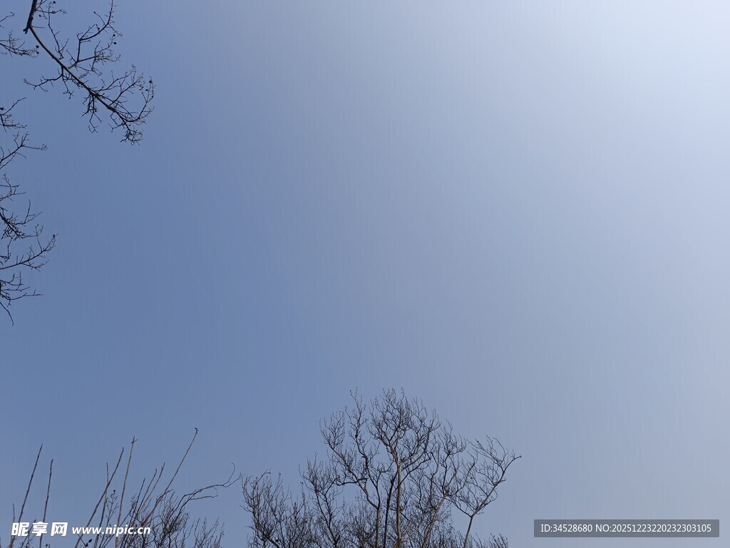 冬日晴空下的光秃树枝