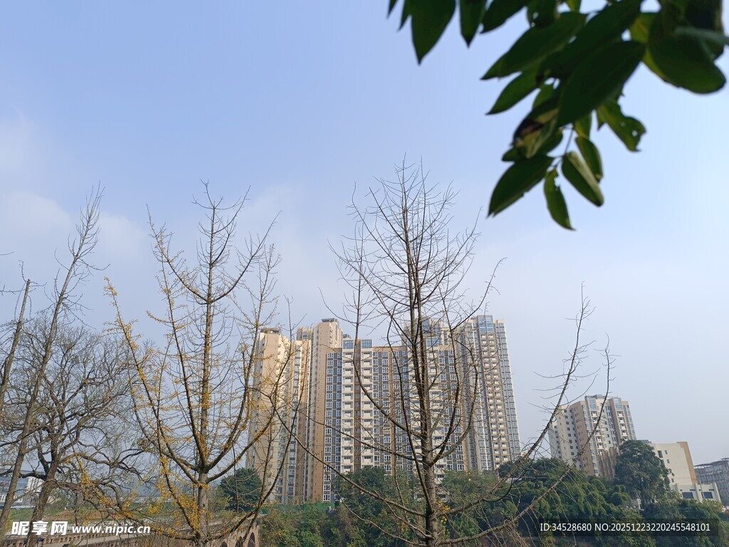 城市中的高楼与树木景观