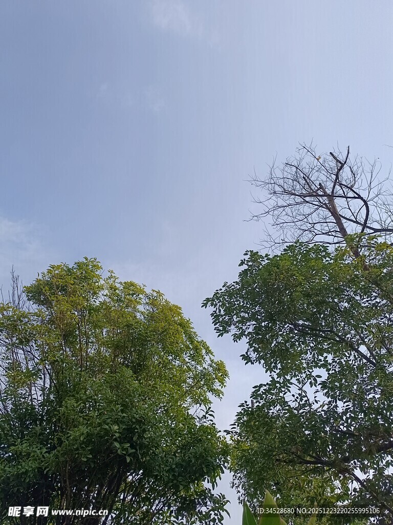 蓝天绿树自然景象