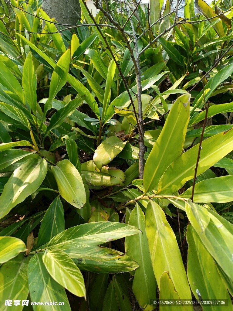 翠绿繁茂的热带植物叶片