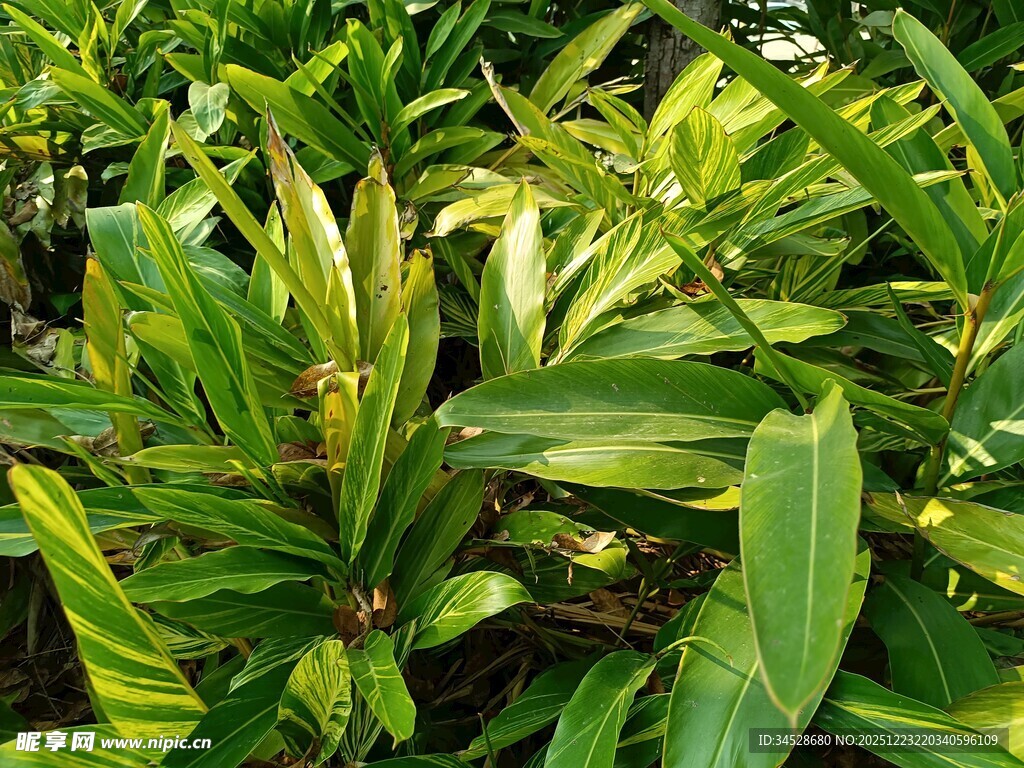 翠绿斑斓的观叶植物
