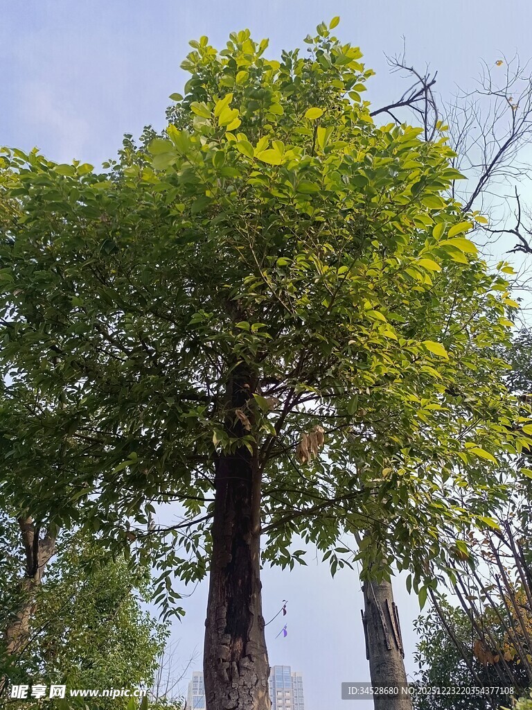 高大葱郁的绿树